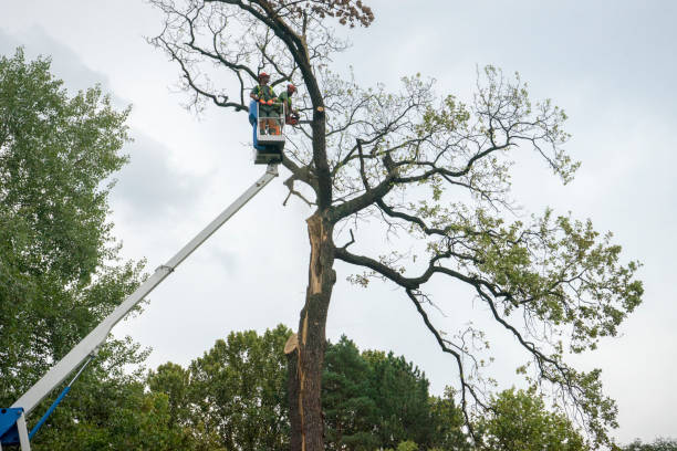 How Our Tree Care Process Works  in  Mountain Brook, AL