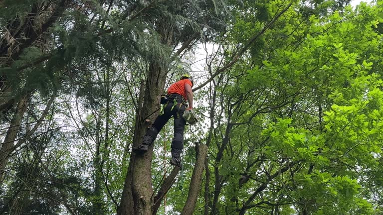 Lawn Pest Prevention in Mountain Brook, AL