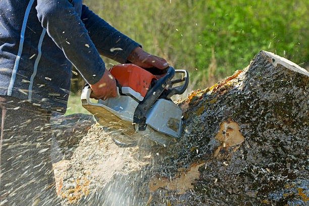 Lawn Grading and Leveling in Mountain Brook, AL